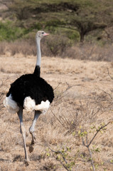 Male Samburu Ostrich Buffalo Springs, Kenya