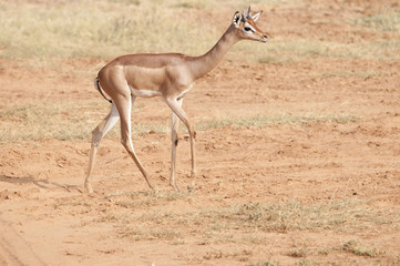 Pretty female Gerenuk, Buffalo Springs, Kenya