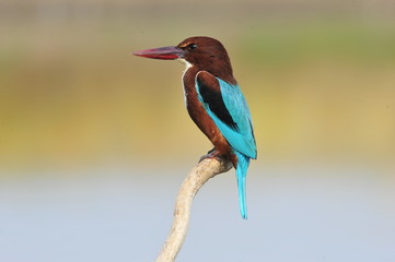 White throated kingfisher (Halcyon smyrnensis)