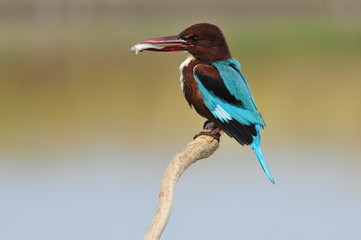 White throated kingfisher with fish