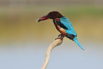 White throated kingfisher with fish