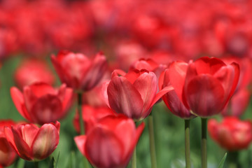 close-up river of red tulip in city park