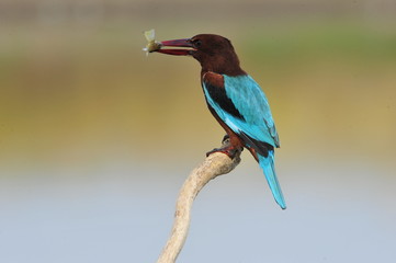 White throated kingfisher (Halcyon smyrnensis)
