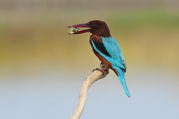 White throated kingfisher with fish
