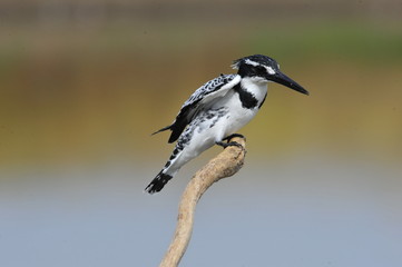 Obraz premium Pied Kingfisher (Ceryle rudis)