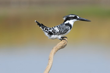 Obraz premium Pied Kingfisher (Ceryle rudis)