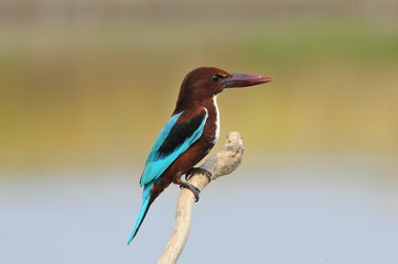 White throated kingfisher - Halcyon smyrnensis