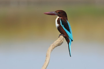 White throated kingfisher - Halcyon smyrnensis