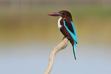 White throated kingfisher - Halcyon smyrnensis