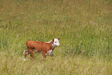 A brown and white calf runs in a field © vortexdigital