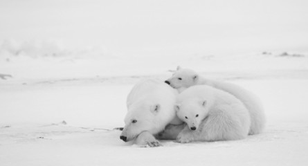Obraz na płótnie Canvas Polar nied¼wiedzica z młodymi.
