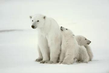 Runde Wanddeko Tieren Polare Bärin mit Jungen.