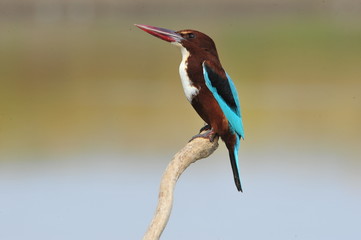 Obraz premium White throated kingfisher - Halcyon smyrnensis
