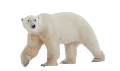 Obraz premium Niedźwiedź polarny