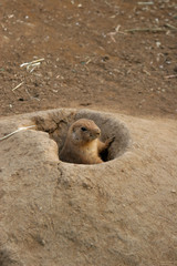 Prairie Dog