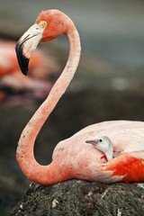 Baby bird of the Caribbean flamingo with parent.