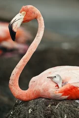 Blackout roller blinds Flamingo Baby bird of the Caribbean flamingo with parent.