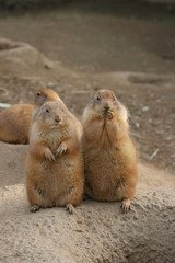 Prairie Dogs