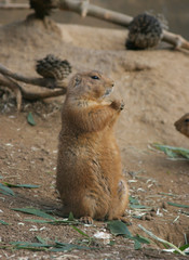 Prairie Dog