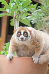 slow loris monkey