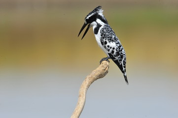 Pied Kingfisher