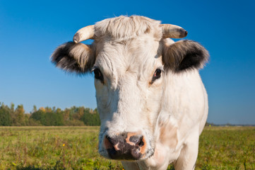 Portrait of a white cow in a Dutch meadow