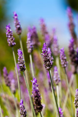 Naklejka premium Lavender