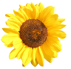 Fototapeta premium sonnenblum alleinstehend
