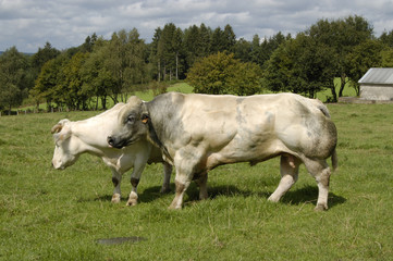 Vaca y toro