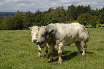 Vaca y toro