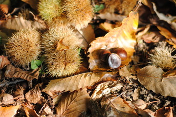 chestnuts and husks on leaves in the wood