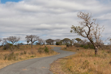 Fototapeta na wymiar Road in savanna