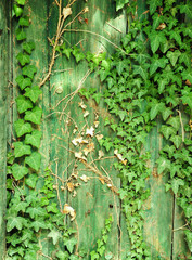 ivy growing on wodden fence