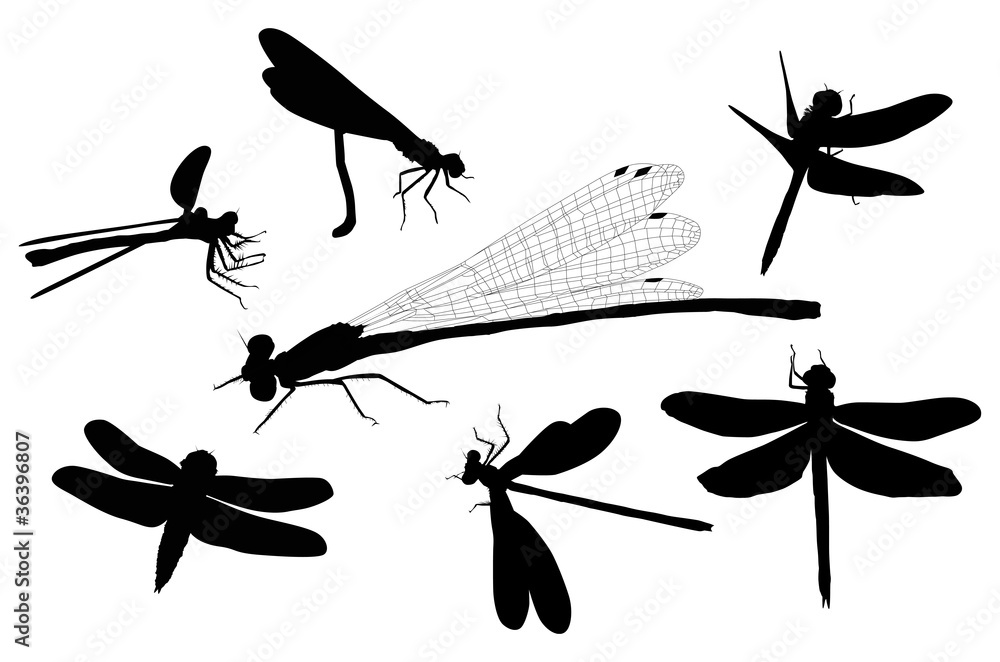 Wall mural seven isolated dragonfly silhouettes