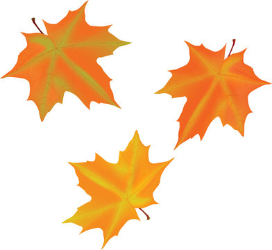 illustration with three autumn maple leaves