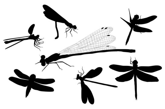 seven isolated dragonfly silhouettes