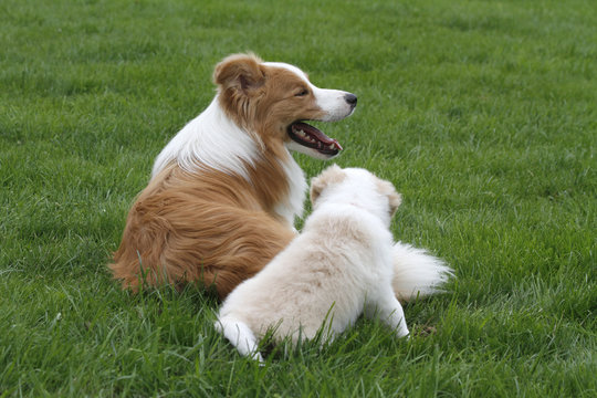 Border Collie mit Baby