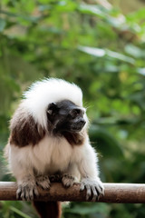 Cotton-top tamarins (Saguinus Oedipus)