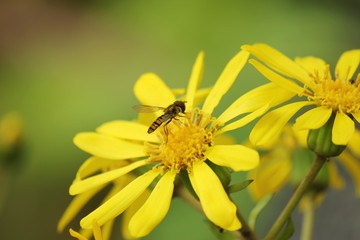 蜂と黄色のデイジー