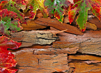 Obraz premium Colorful wet autumn leaves and pods arranged on stripped bark.