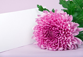 one purple chrysanthemum and postcard