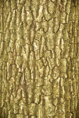 bark texture