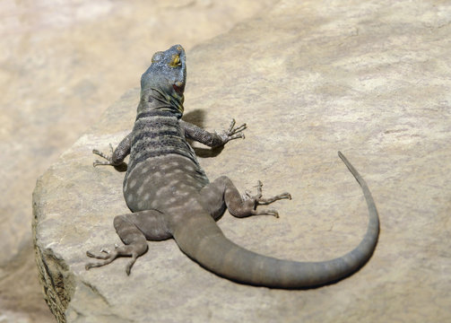Lizard on stone surface