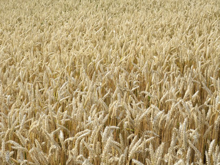 ripe wheat field in sunny ambiance