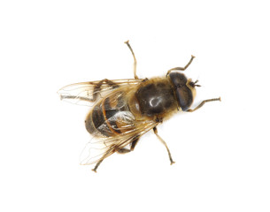 fly