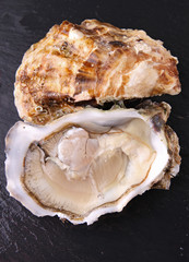 oyster
