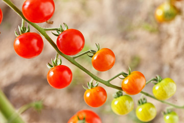 garden tomatoes
