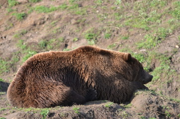 Braunbär