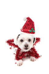 Pretty Christmas Star Dog