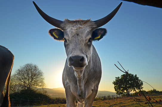 Maremmana Cow in Sundown